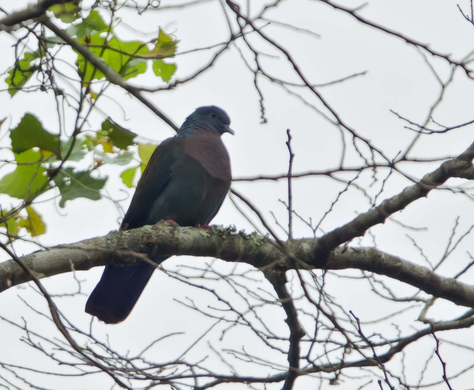 image Bronze-naped Pigeon